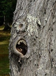 scary-tree-screaming-eye