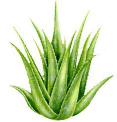 aloe