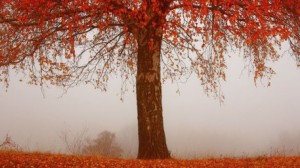 Autumn Fog